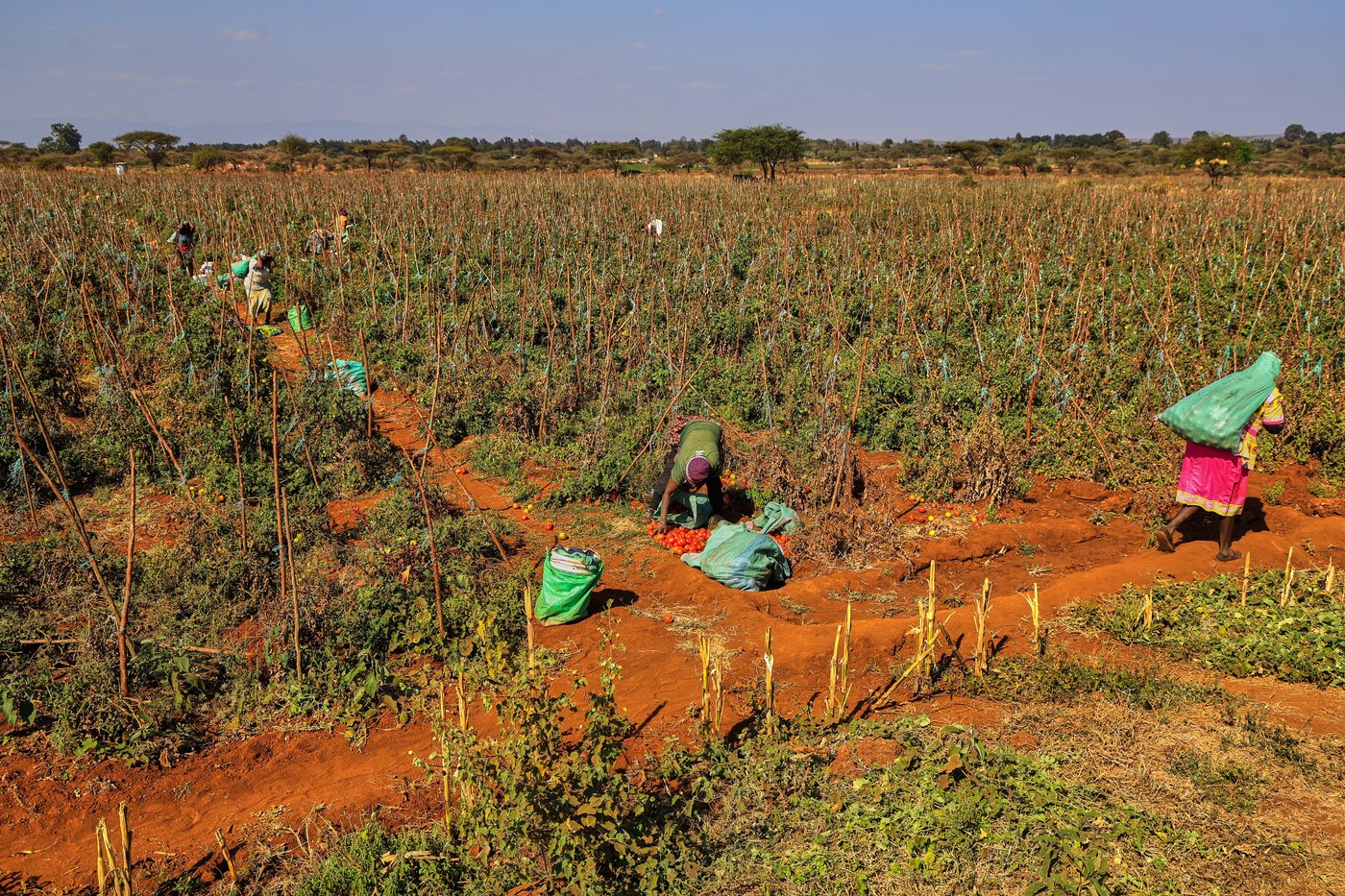 Farmers in Kenya dispute that cyanide poisoning could have killed 16 elephants | iNFOnews.ca