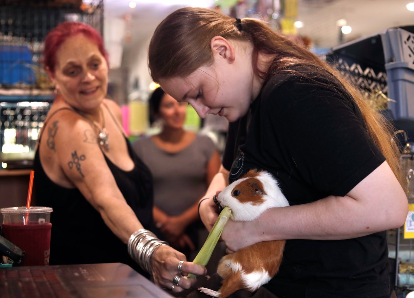 How this Massachusetts sanctuary takes in hundreds of guinea pigs from across the US | iNFOnews.ca