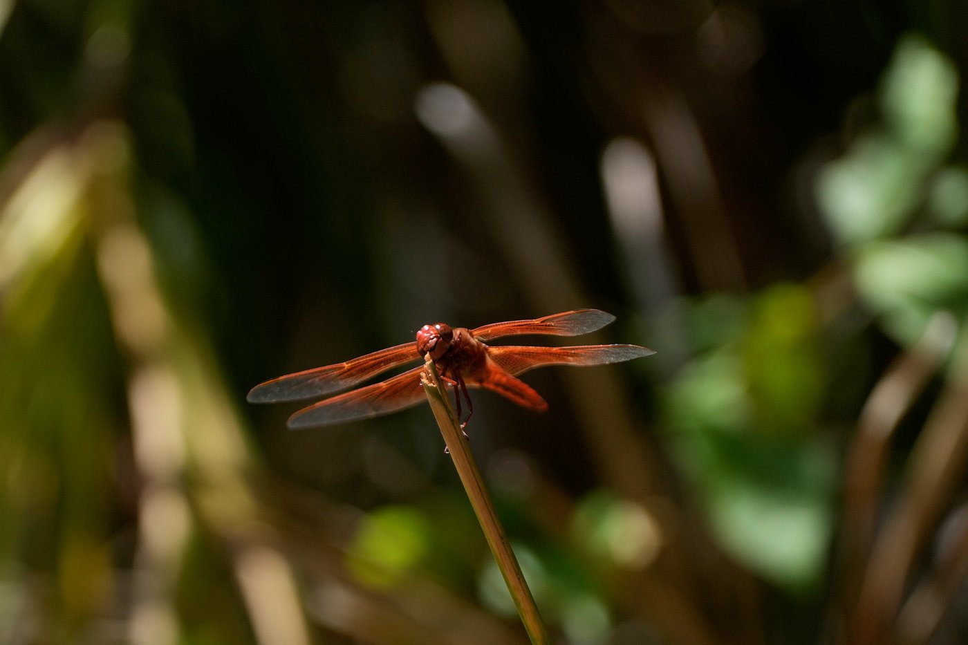 Unusual dragonfly swarms sweep across California after warm spring rains | iNFOnews.ca