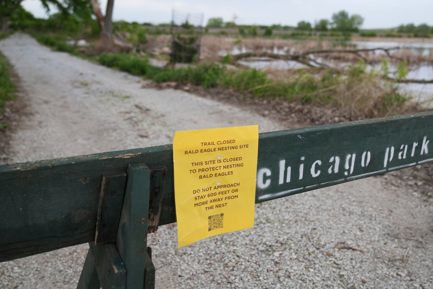 Bald eagle hatchlings spotted in a Chicago park may be the city's first for more than a century | iNFOnews.ca