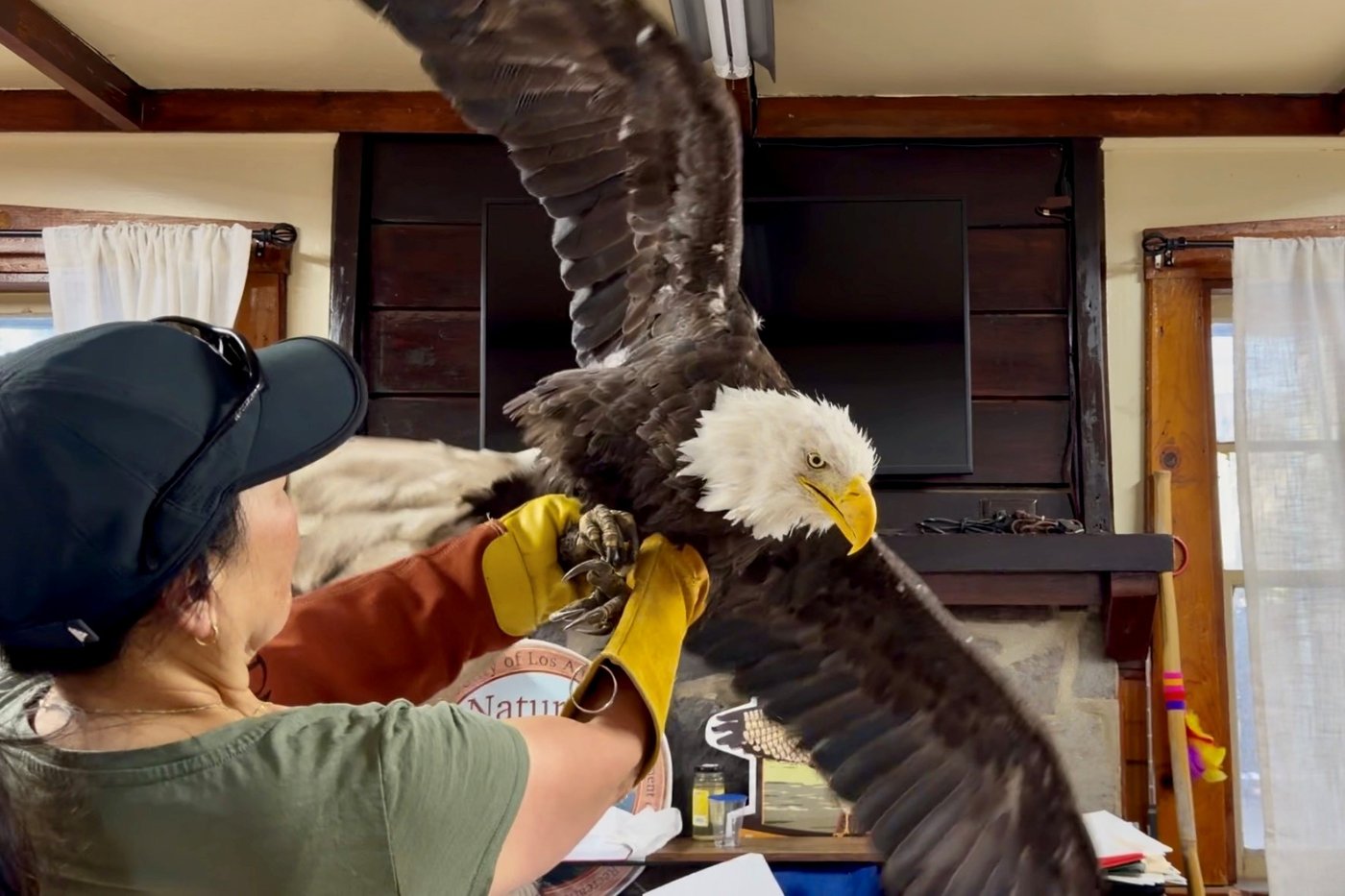 Jackie, the California bald eagle who became an internet sensation, dies after illness | iNFOnews.ca Jackie, the California bald eagle who became an internet sensation, dies after illness | iNFOnews.ca