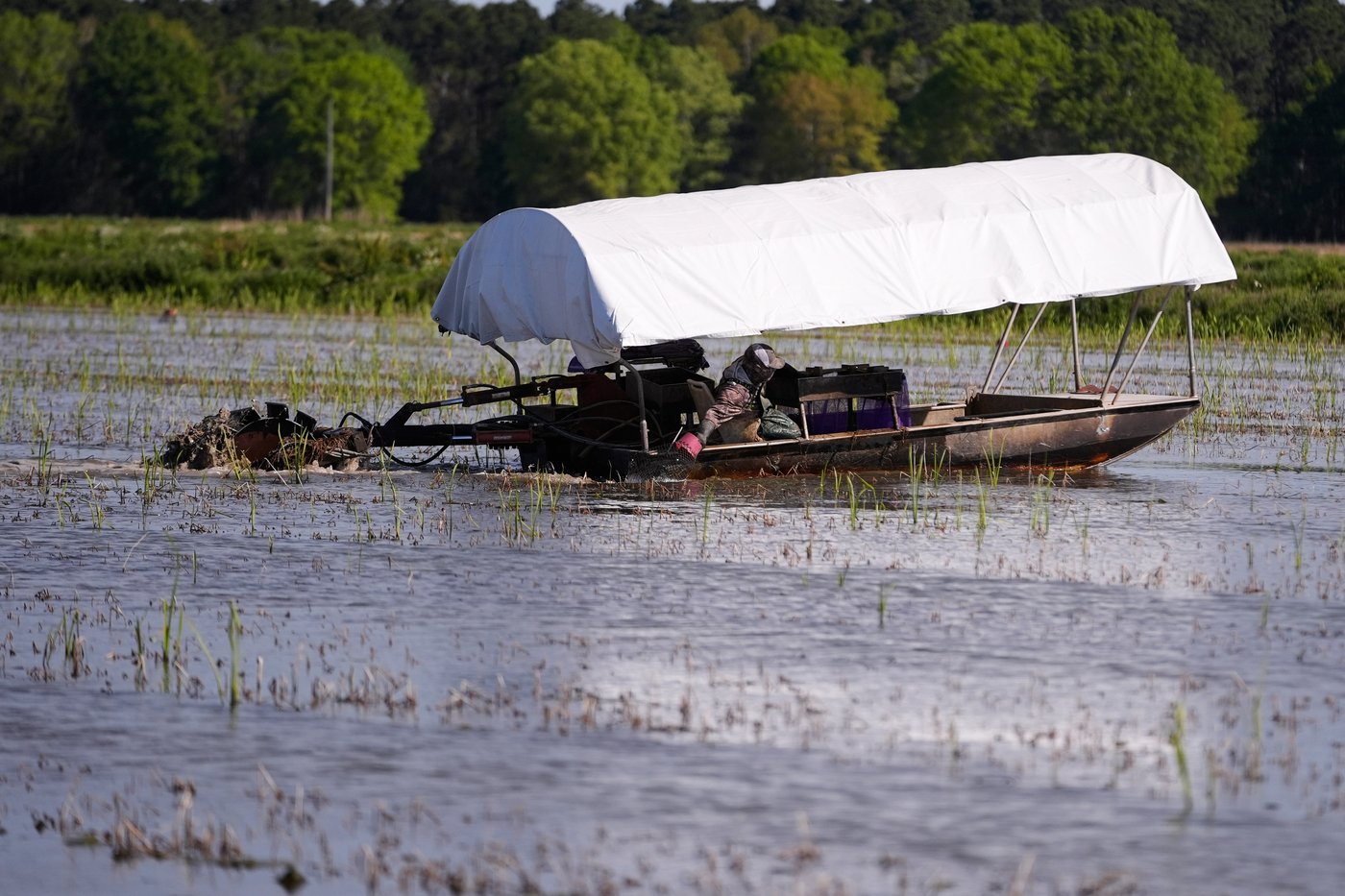 Photos shows the crawfish processing in Louisiana, an industry hit by a shortage of foreign workers | iNFOnews.ca Photos shows the crawfish processing in Louisiana, an industry hit by a shortage of foreign workers | iNFOnews.ca