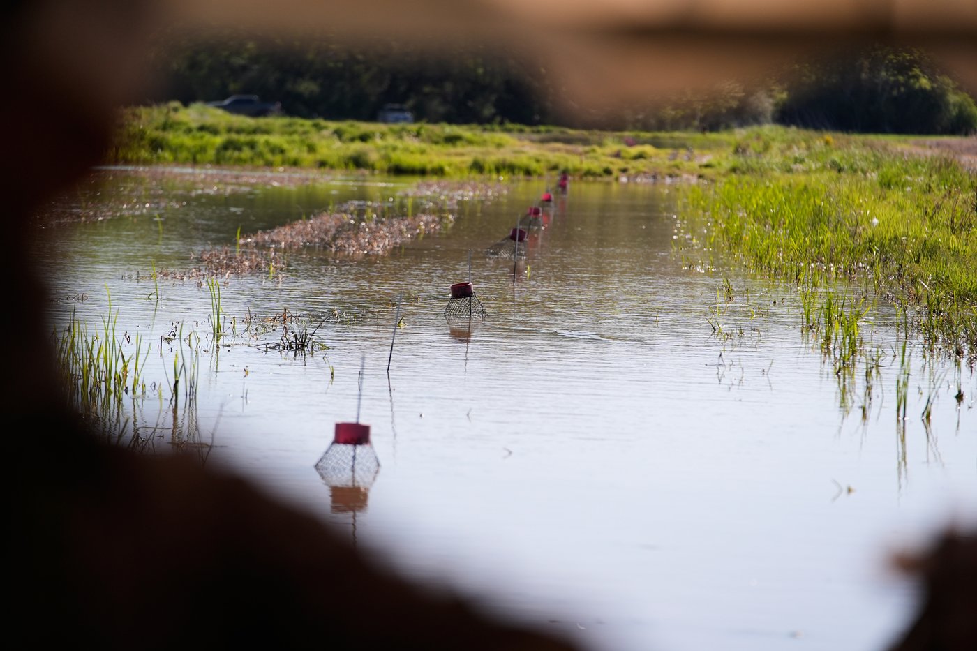 Photos shows the crawfish processing in Louisiana, an industry hit by a shortage of foreign workers | iNFOnews.ca Photos shows the crawfish processing in Louisiana, an industry hit by a shortage of foreign workers | iNFOnews.ca