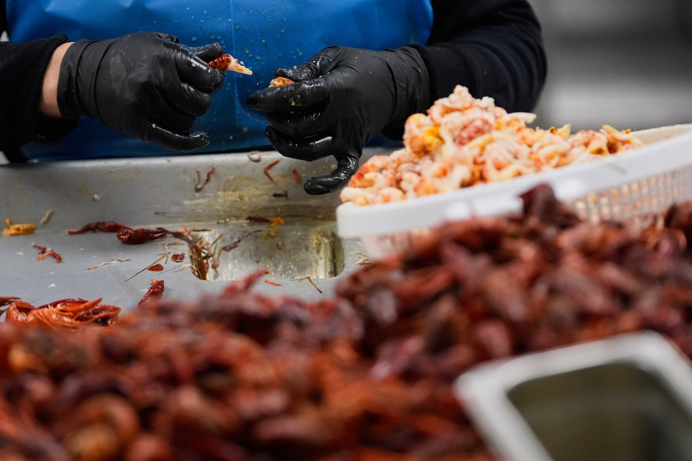 Photos shows the crawfish processing in Louisiana, an industry hit by a shortage of foreign workers | iNFOnews.ca Photos shows the crawfish processing in Louisiana, an industry hit by a shortage of foreign workers | iNFOnews.ca