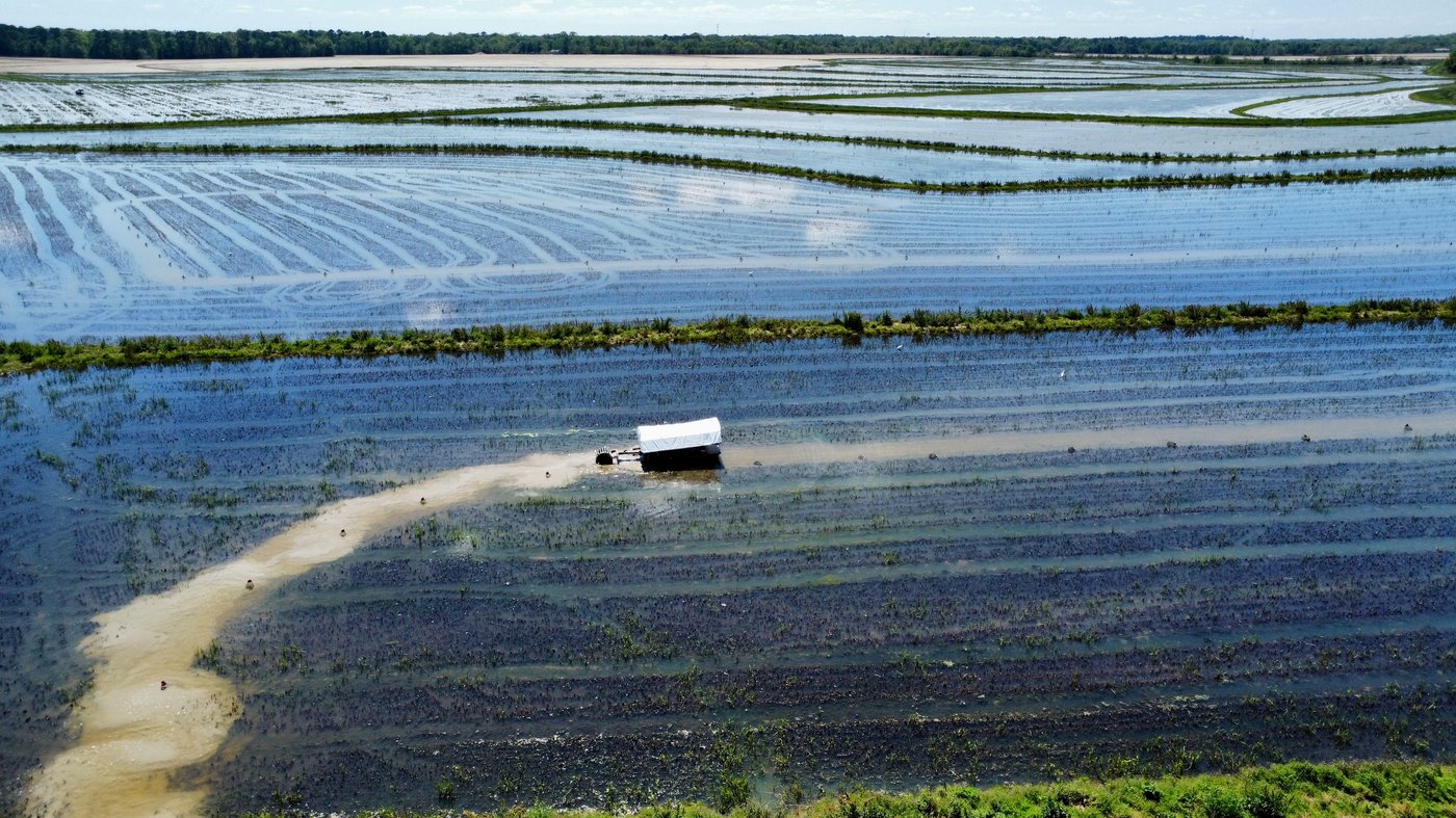 Photos shows the crawfish processing in Louisiana, an industry hit by a shortage of foreign workers | iNFOnews.ca Photos shows the crawfish processing in Louisiana, an industry hit by a shortage of foreign workers | iNFOnews.ca