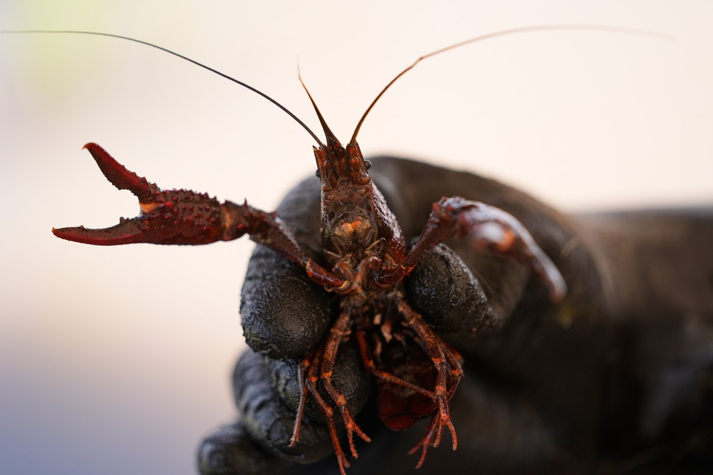 Photos shows the crawfish processing in Louisiana, an industry hit by a shortage of foreign workers | iNFOnews.ca Photos shows the crawfish processing in Louisiana, an industry hit by a shortage of foreign workers | iNFOnews.ca