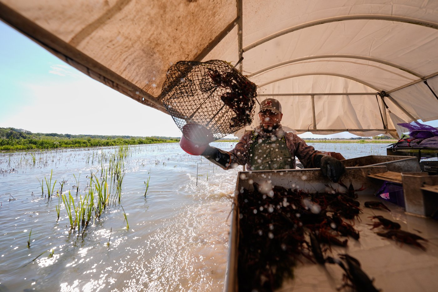 Photos shows the crawfish processing in Louisiana, an industry hit by a shortage of foreign workers | iNFOnews.ca Photos shows the crawfish processing in Louisiana, an industry hit by a shortage of foreign workers | iNFOnews.ca