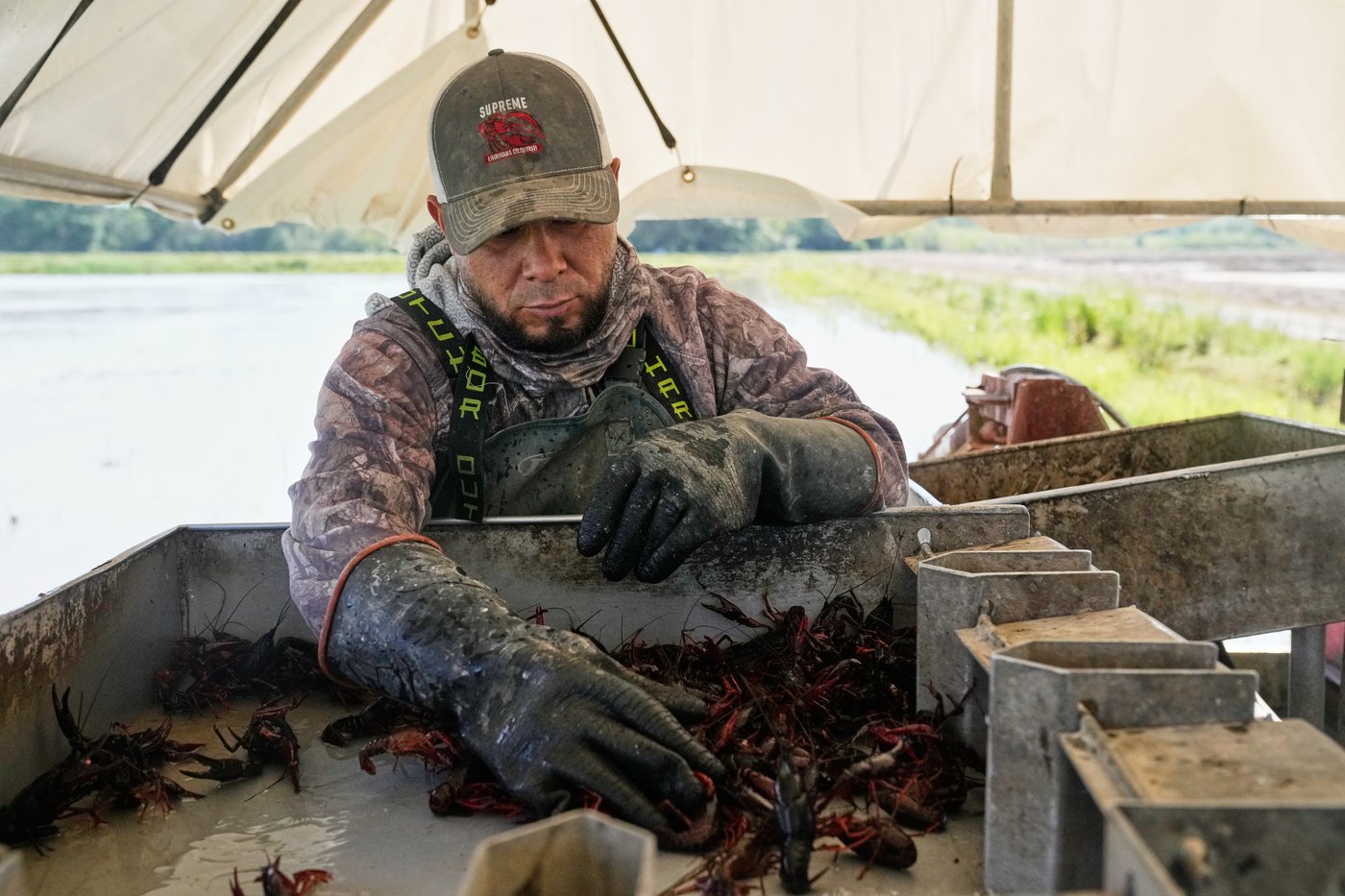 Photos shows the crawfish processing in Louisiana, an industry hit by a shortage of foreign workers | iNFOnews.ca Photos shows the crawfish processing in Louisiana, an industry hit by a shortage of foreign workers | iNFOnews.ca