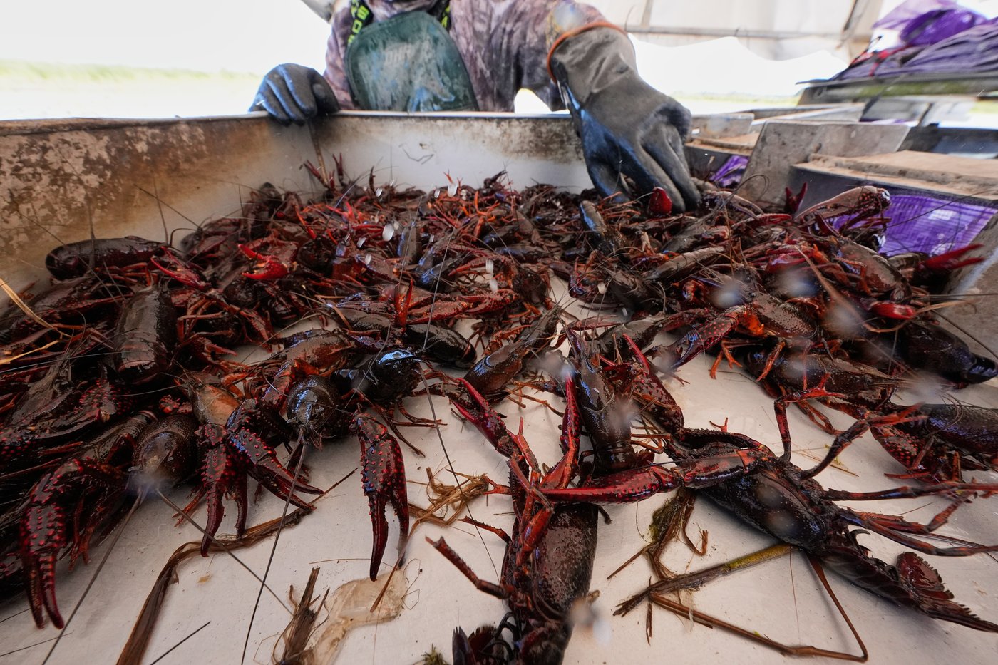 Photos shows the crawfish processing in Louisiana, an industry hit by a shortage of foreign workers | iNFOnews.ca Photos shows the crawfish processing in Louisiana, an industry hit by a shortage of foreign workers | iNFOnews.ca