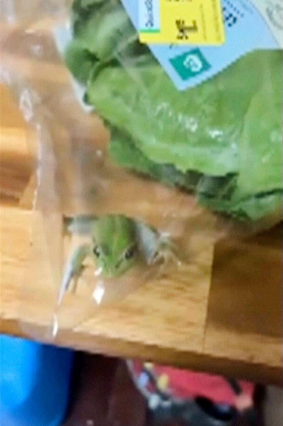Lettuce introduce you to the live frog found in this grocery store salad bag | iNFOnews.ca