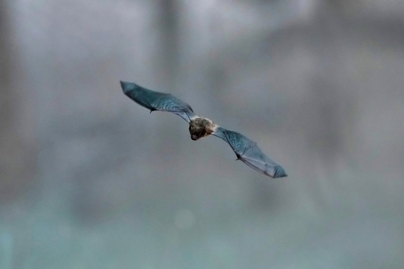 Volunteers work to protect displaced bats at an Italian Bat Conservation, in photos | iNFOnews.ca