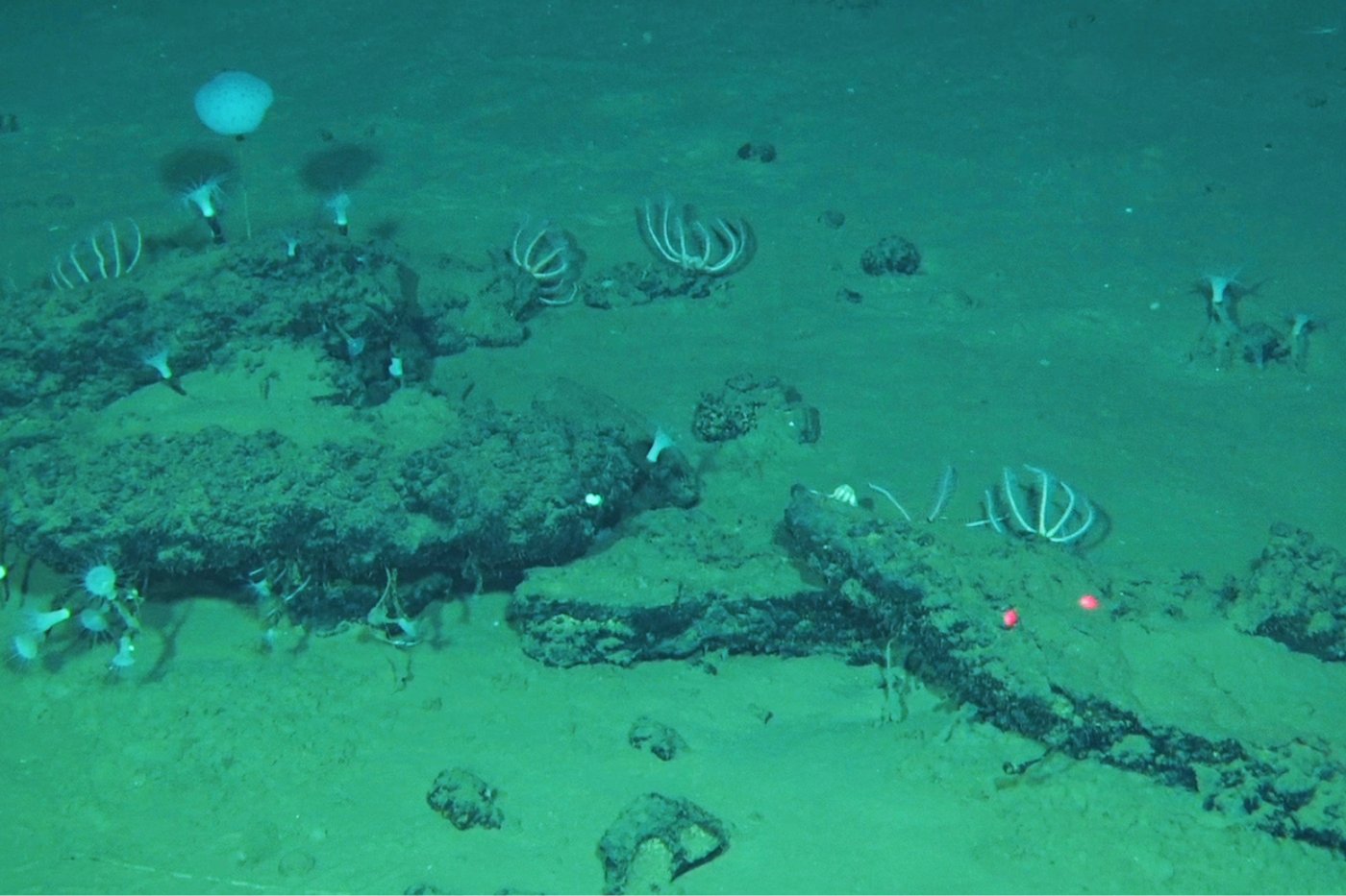 An ancient whale graveyard in the Indian Ocean teems with life | iNFOnews.ca
