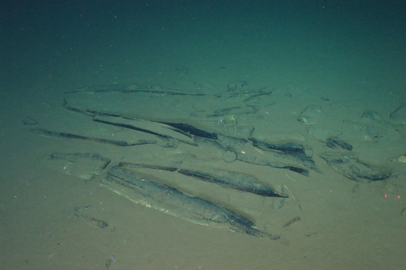 An ancient whale graveyard in the Indian Ocean teems with life | iNFOnews.ca