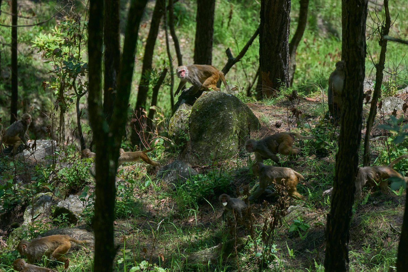 PHOTO ESSAY: Crop-raiding monkeys threaten Nepal's farming communities | iNFOnews.ca