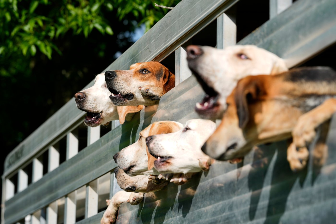 At the Iroquois Steeplechase, the foxhounds kick off the horse races with a howling fun dog parade | iNFOnews.ca