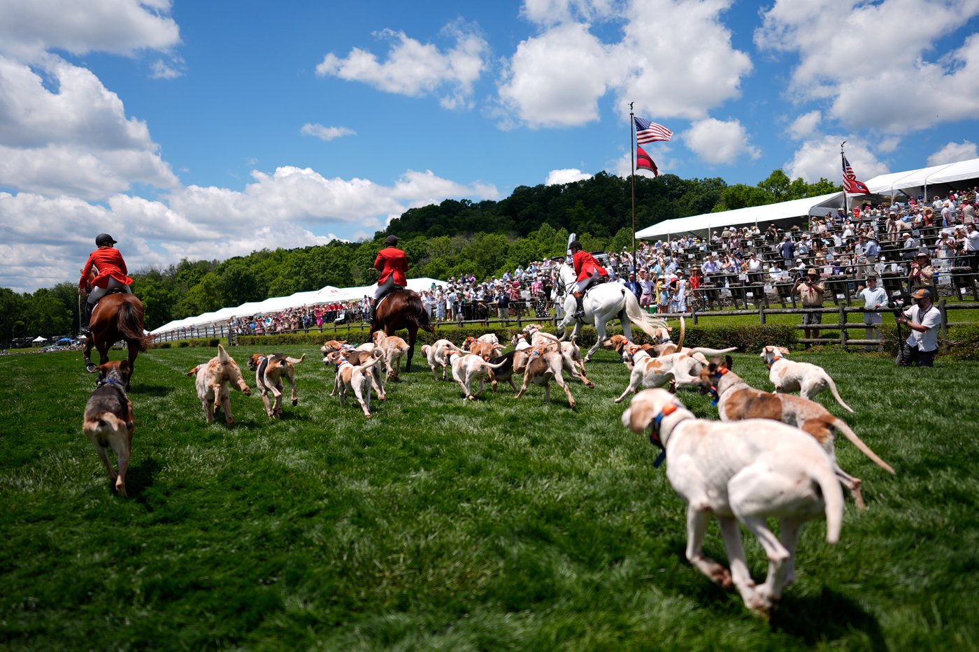 At the Iroquois Steeplechase, the foxhounds kick off the horse races with a howling fun dog parade | iNFOnews.ca