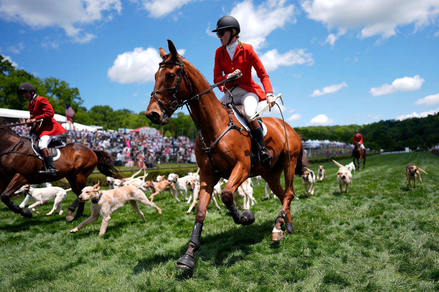 At the Iroquois Steeplechase, the foxhounds kick off the horse races with a howling fun dog parade | iNFOnews.ca