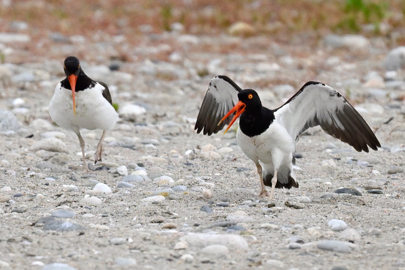 Oystercatchers, known for sharp bills and beady eyes, are making a comeback thanks to conservation | iNFOnews.ca Oystercatchers, known for sharp bills and beady eyes, are making a comeback thanks to conservation | iNFOnews.ca
