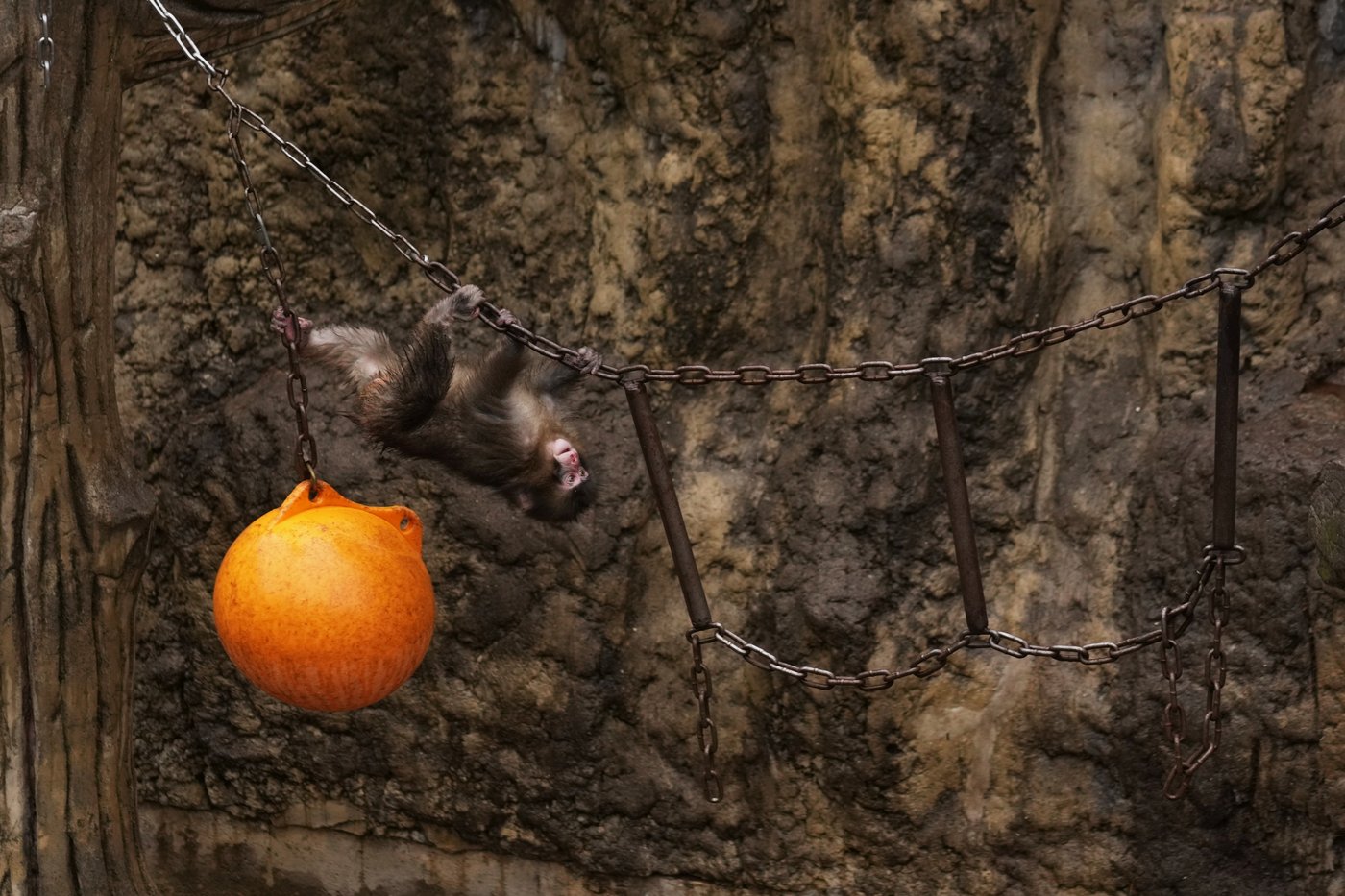 Punch the orphan macaque is outgrowing his plushie and making friends | iNFOnews.ca