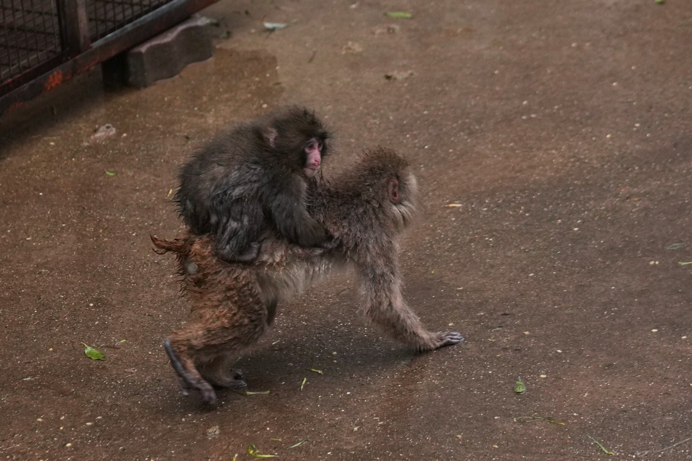 Punch the orphan macaque is outgrowing his plushie and making friends | iNFOnews.ca