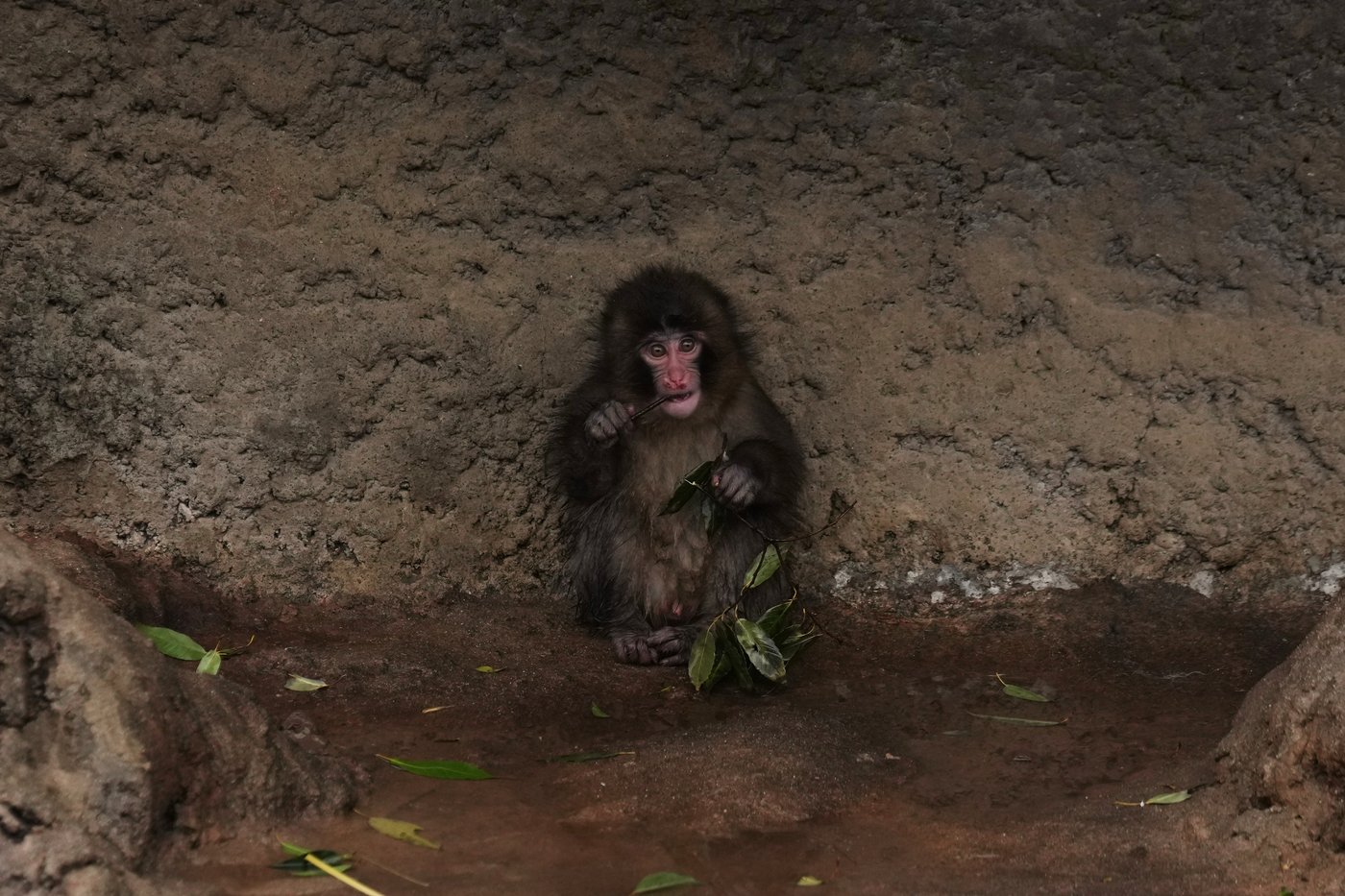 Punch the orphan macaque is outgrowing his plushie and making friends | iNFOnews.ca