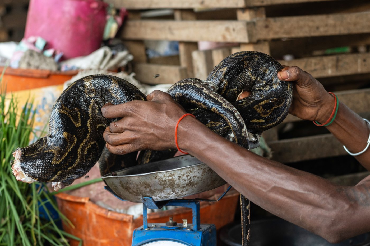 As Ebola scourges Congo, experts warn of link to eating wild animals | iNFOnews.ca