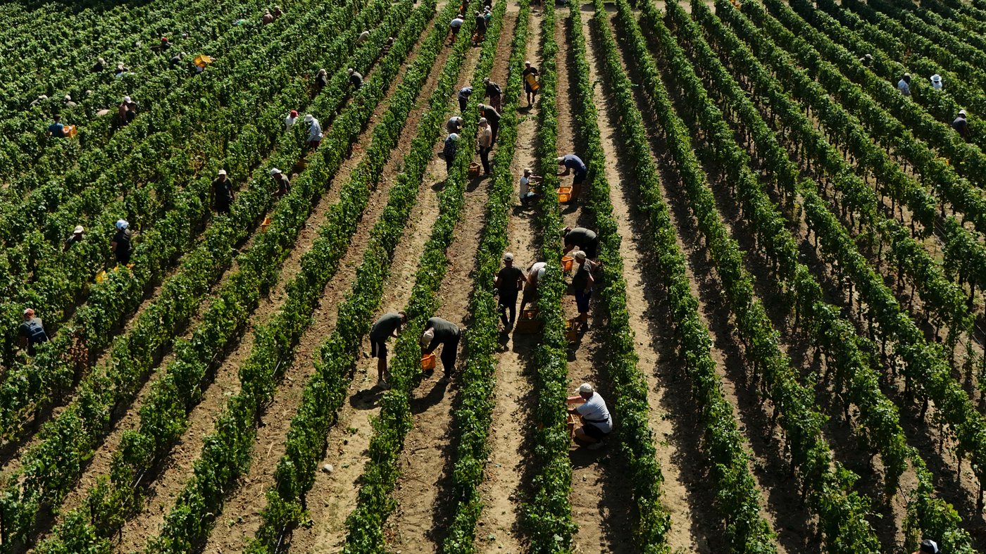 Italy Early Wine Harvest Photo Gallery | iNFOnews.ca