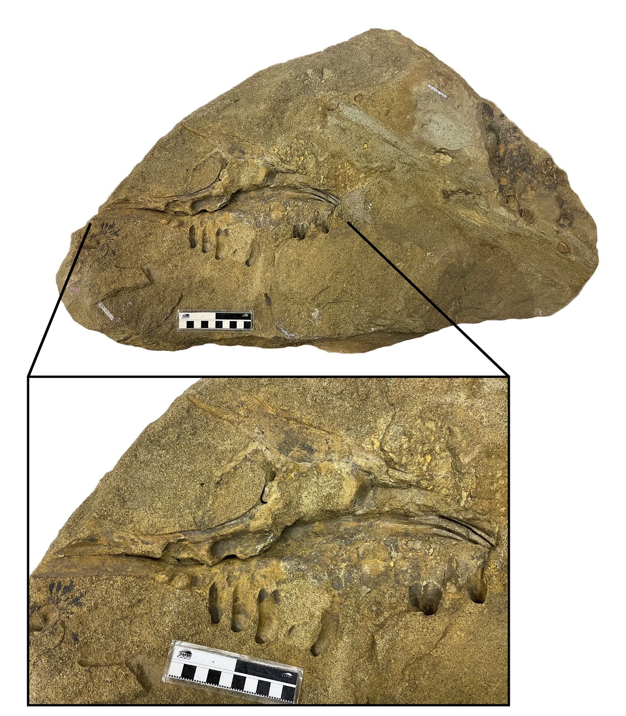 Remains of dinosaur skull found in B.C. campground belonged to T. rex 'great-uncle' | iNFOnews.ca Remains of dinosaur skull found in B.C. campground belonged to T. rex 'great-uncle' | iNFOnews.ca