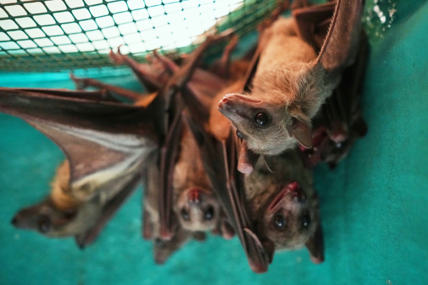 Volunteers work to protect displaced bats at an Italian Bat Conservation, in photos | iNFOnews.ca