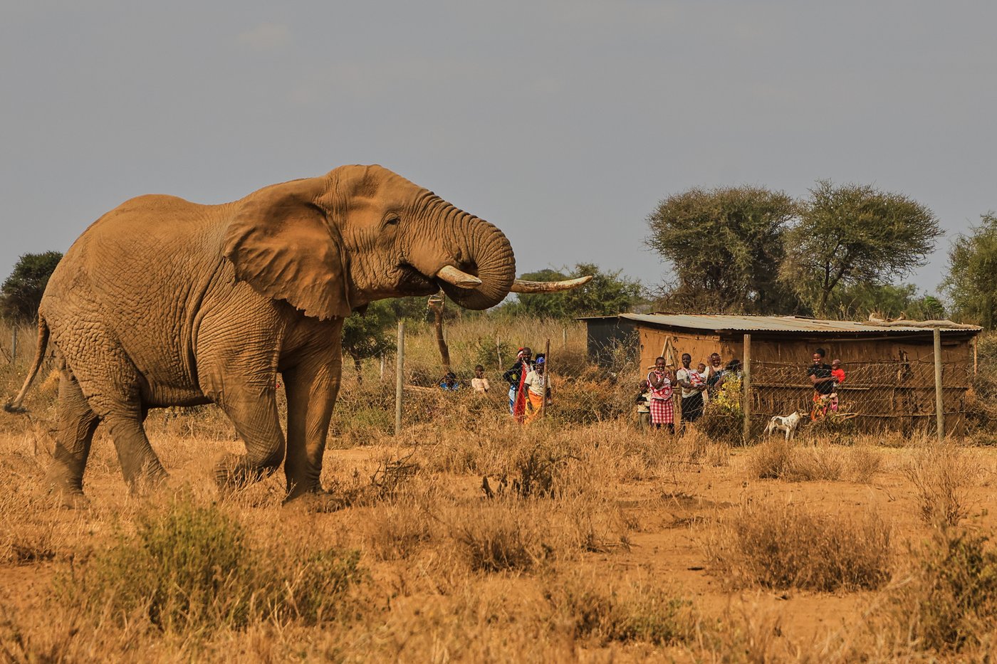 Farmers in Kenya dispute that cyanide poisoning could have killed 16 elephants | iNFOnews.ca