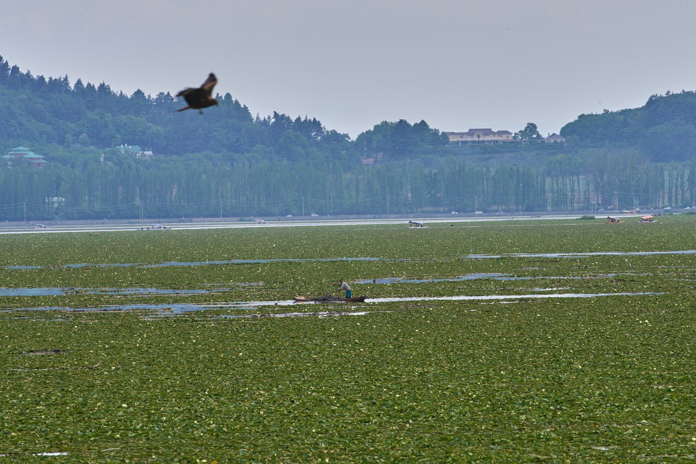 Warming climate, pollution and unplanned growth push Kashmir’s lakes toward disappearance | iNFOnews.ca Warming climate, pollution and unplanned growth push Kashmir’s lakes toward disappearance | iNFOnews.ca
