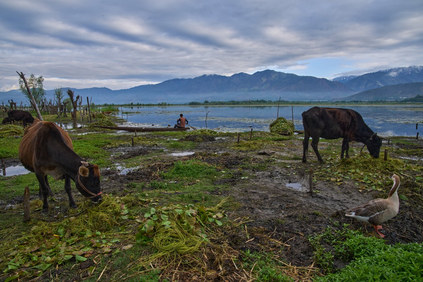 Warming climate, pollution and unplanned growth push Kashmir’s lakes toward disappearance | iNFOnews.ca Warming climate, pollution and unplanned growth push Kashmir’s lakes toward disappearance | iNFOnews.ca