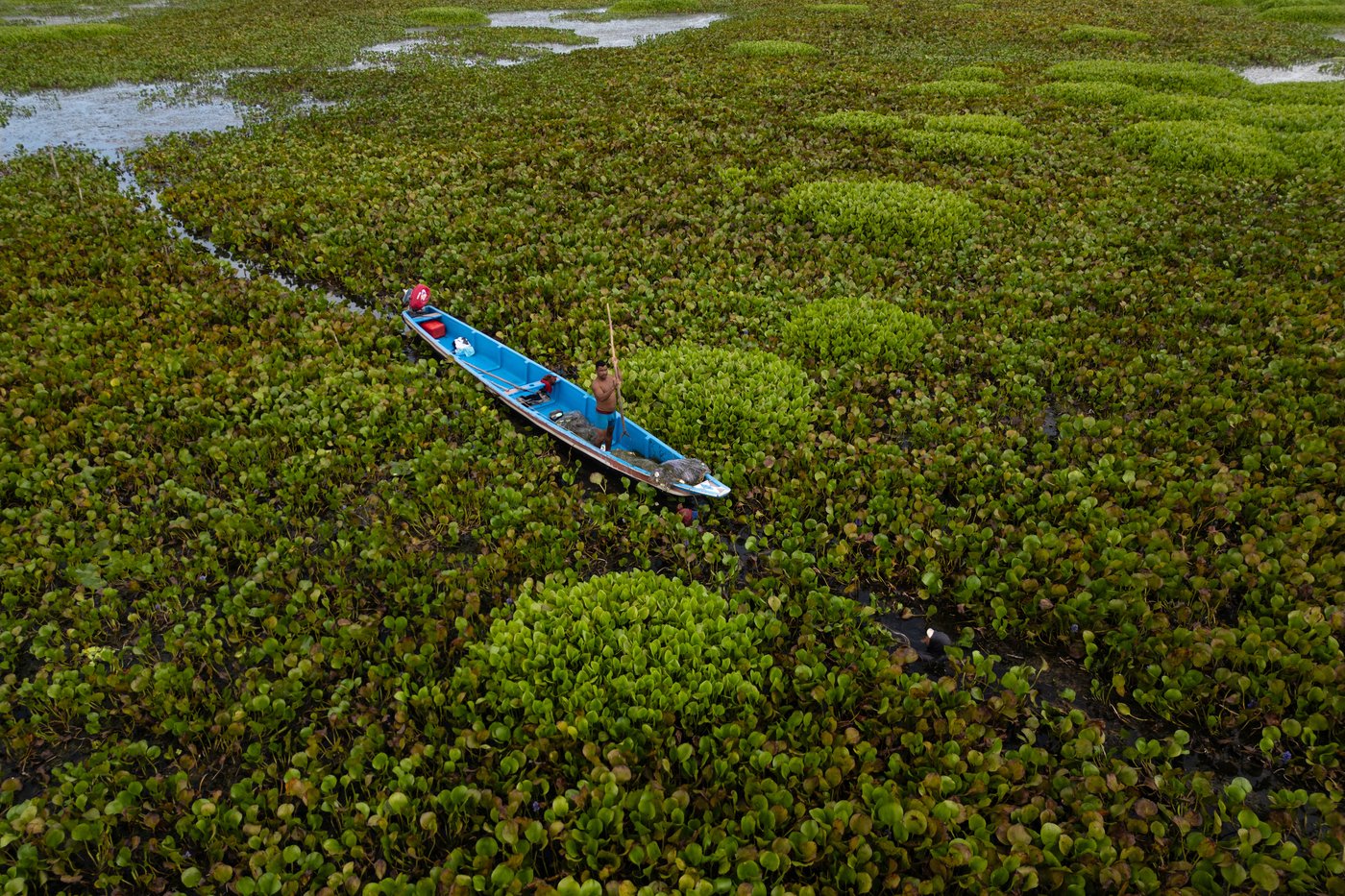 Invasive plant threatens livelihoods in Colombia’s largest coastal wetland | iNFOnews.ca