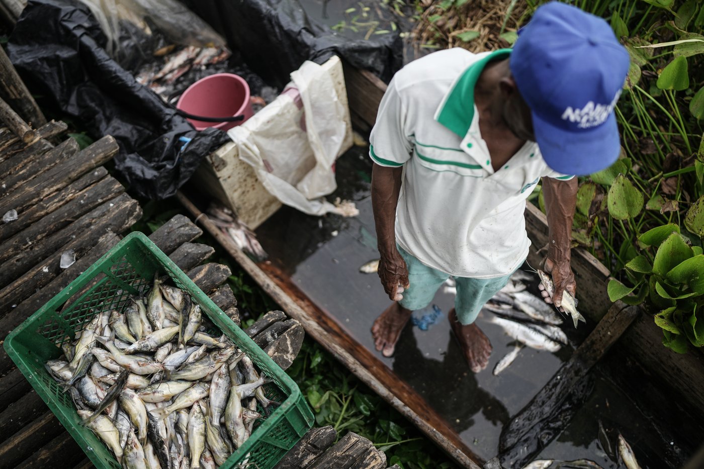 Invasive plant threatens livelihoods in Colombia’s largest coastal wetland | iNFOnews.ca