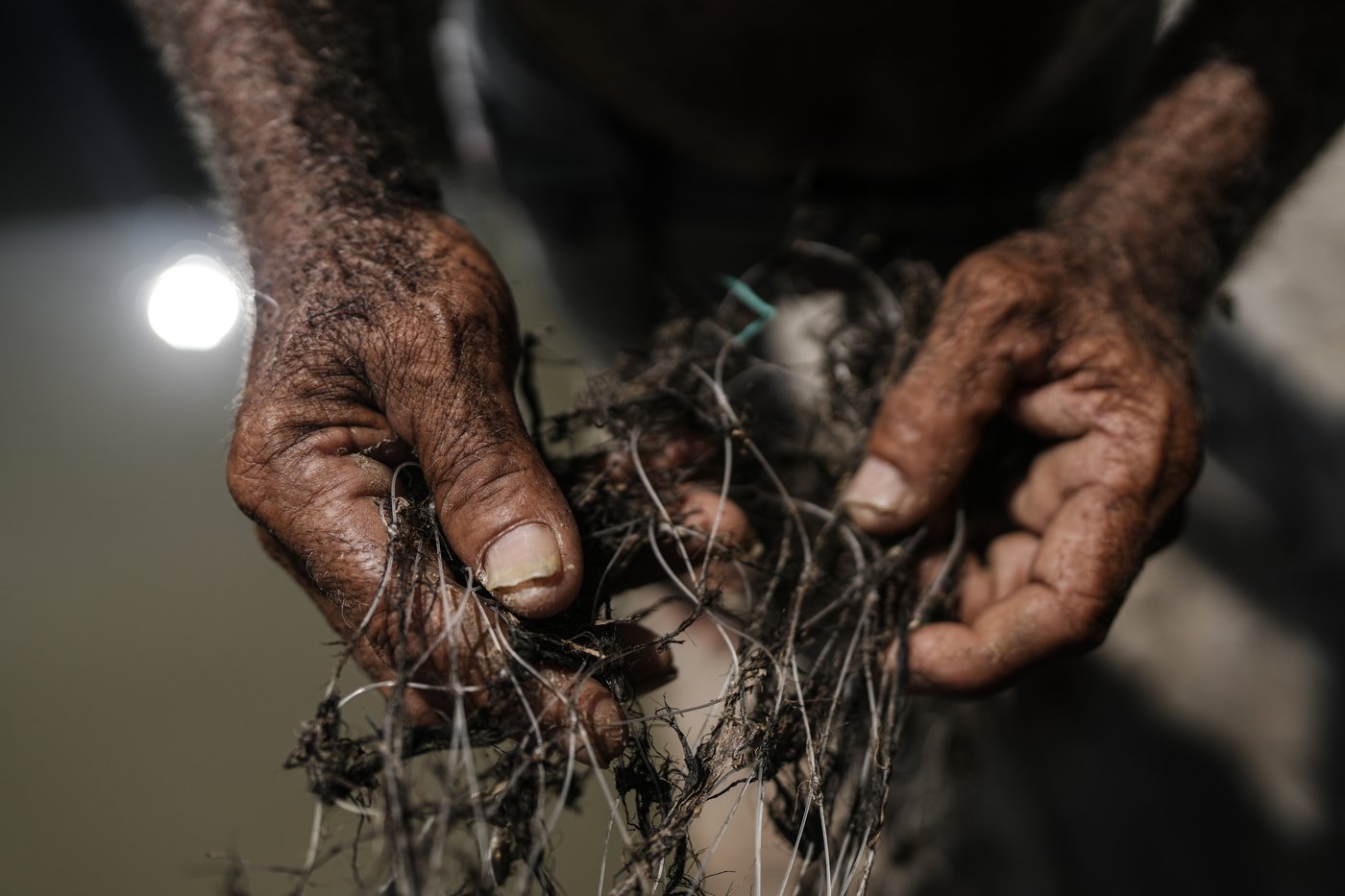 Invasive plant threatens livelihoods in Colombia’s largest coastal wetland | iNFOnews.ca