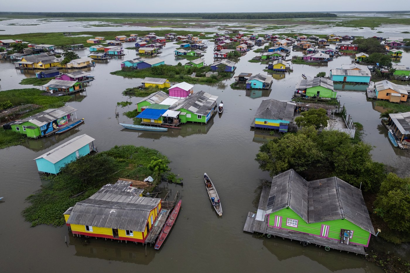 Invasive plant threatens livelihoods in Colombia’s largest coastal wetland | iNFOnews.ca