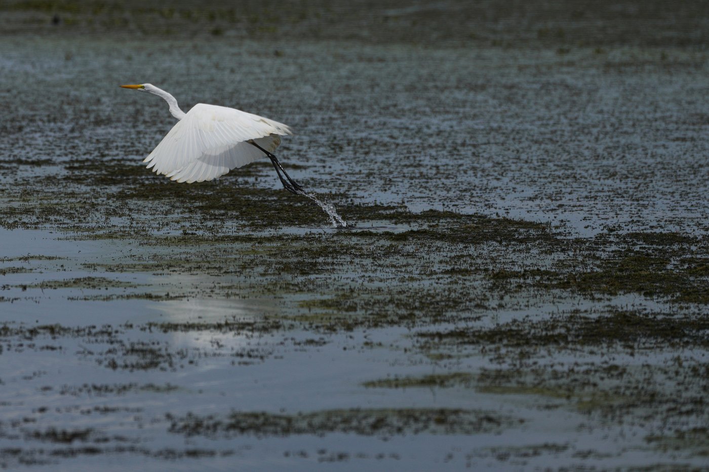 Invasive plant threatens livelihoods in Colombia’s largest coastal wetland | iNFOnews.ca