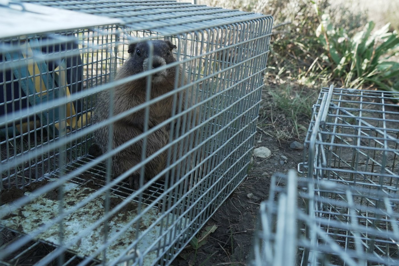 Move over bears. Fat Marmot Week puts a spotlight on the alpine rodents | iNFOnews.ca Move over bears. Fat Marmot Week puts a spotlight on the alpine rodents | iNFOnews.ca