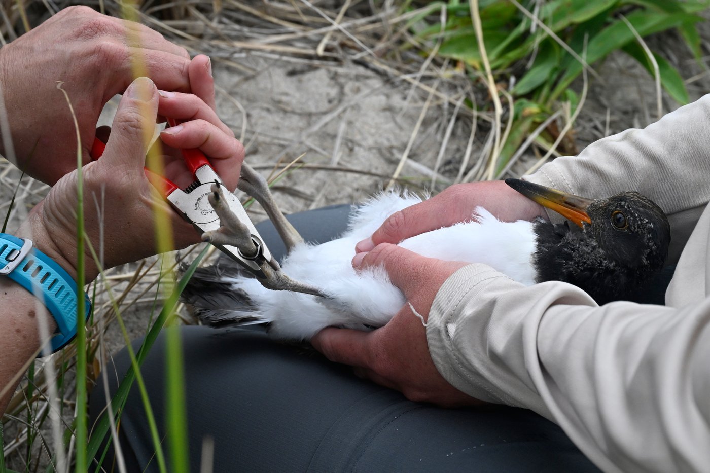 Oystercatchers, known for sharp bills and beady eyes, are making a comeback thanks to conservation | iNFOnews.ca Oystercatchers, known for sharp bills and beady eyes, are making a comeback thanks to conservation | iNFOnews.ca