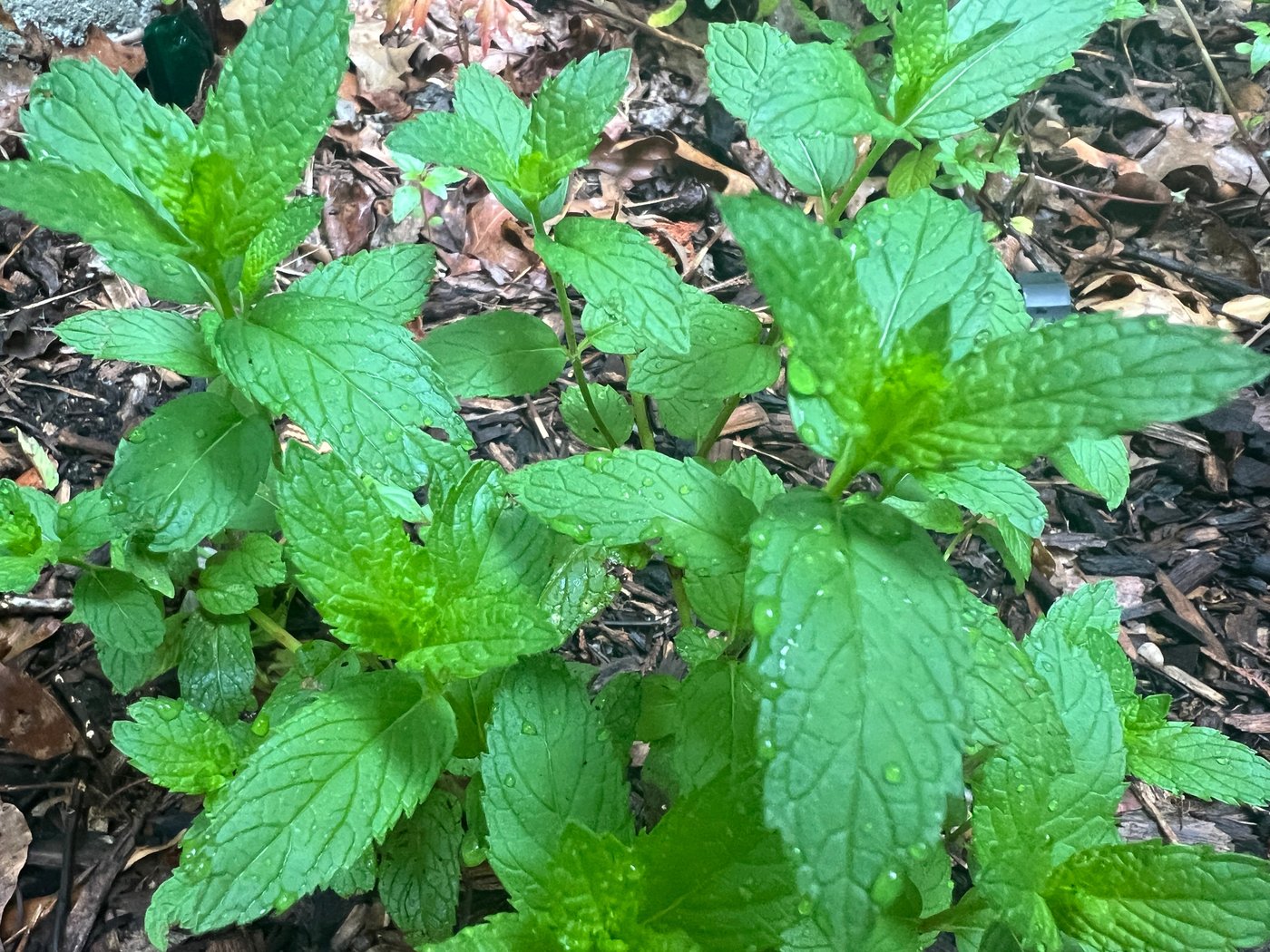A soothing cup of herbal tea can begin in your garden | iNFOnews.ca