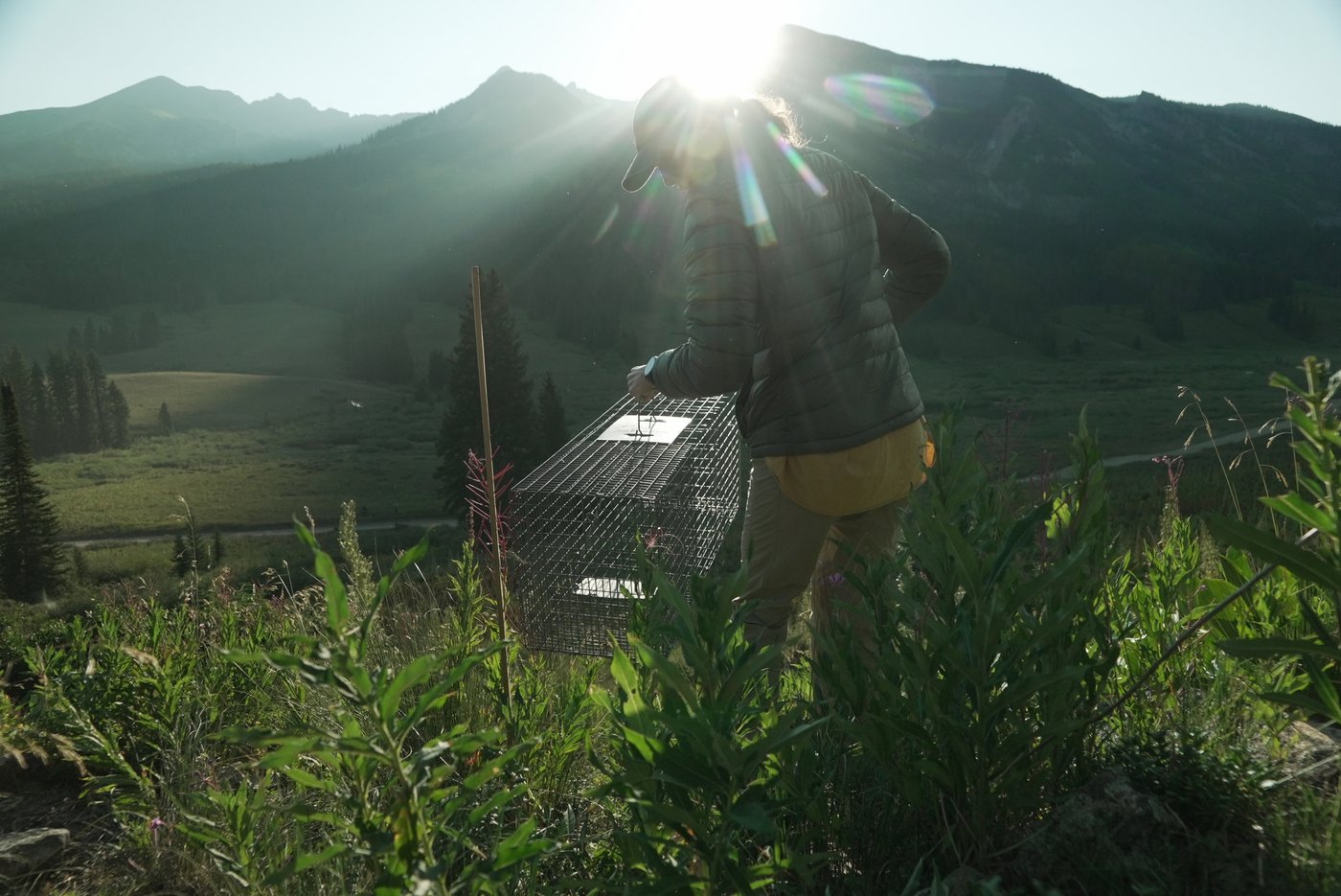 Move over bears. Fat Marmot Week puts a spotlight on the alpine rodents | iNFOnews.ca Move over bears. Fat Marmot Week puts a spotlight on the alpine rodents | iNFOnews.ca