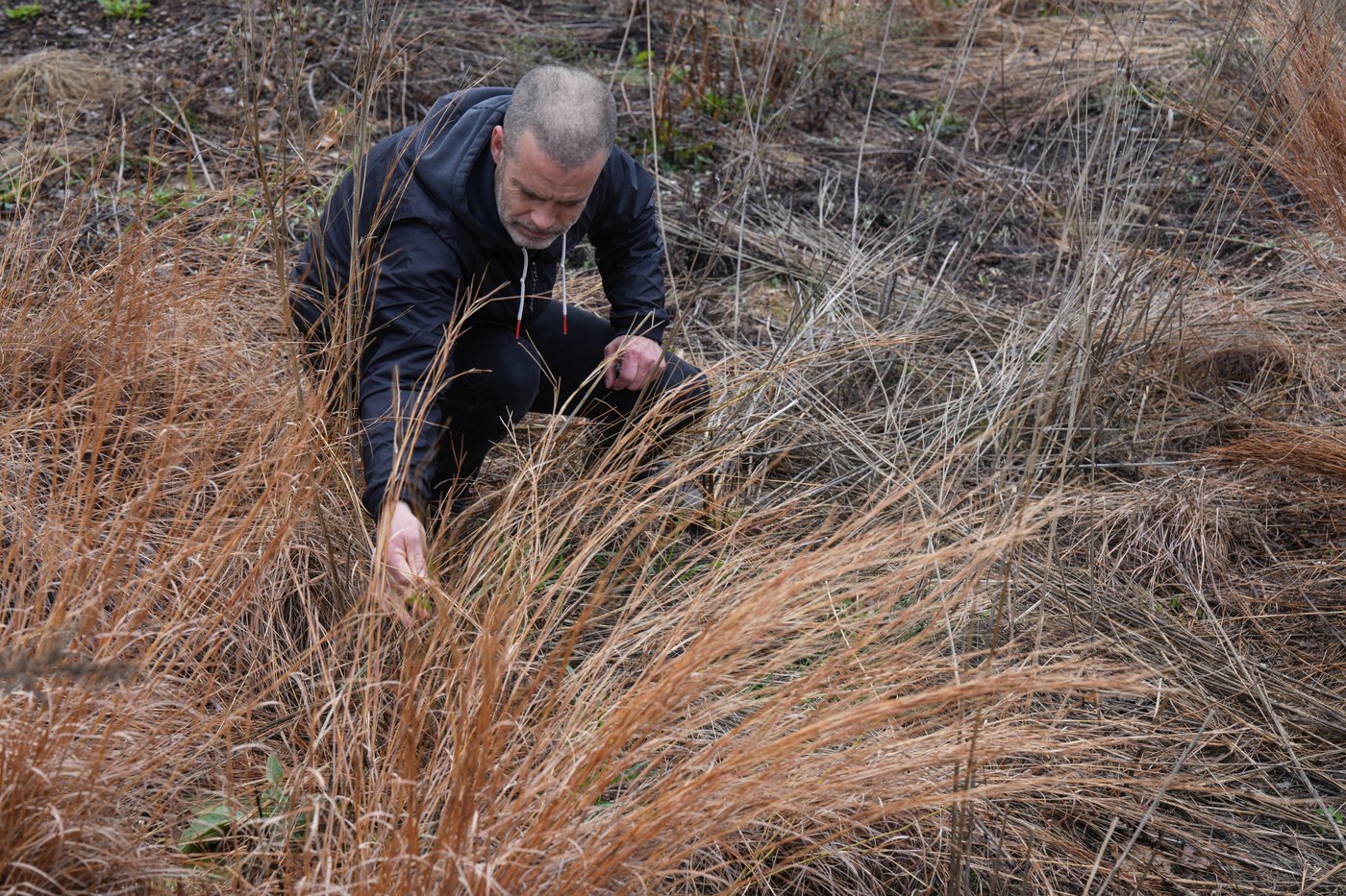 How 're-wilding' can make Canada's cityscapes more climate resilient and bee friendly | iNFOnews.ca