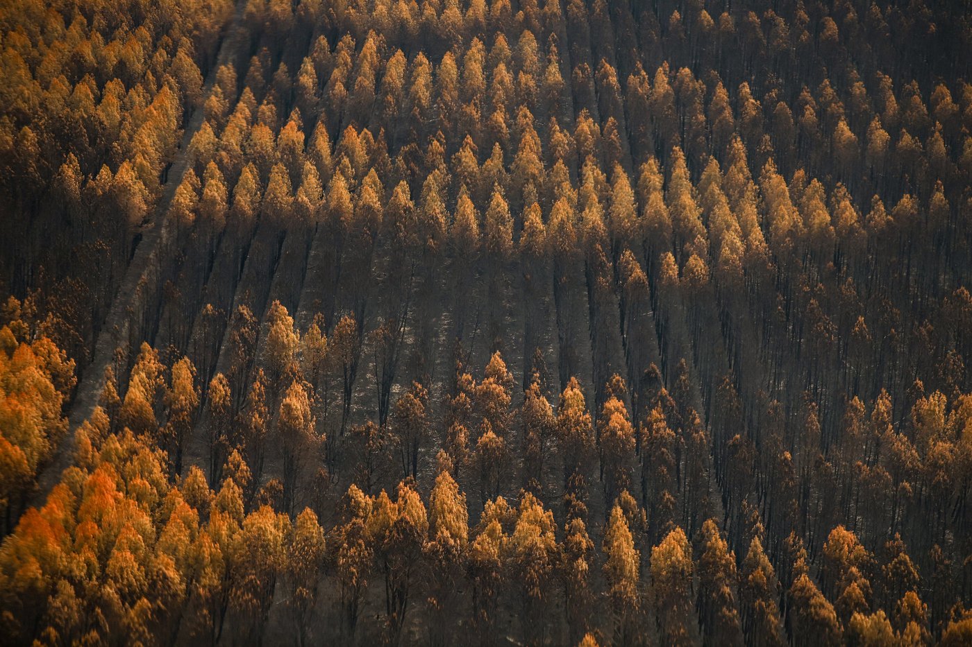 France's forest management may need to change to prevent more wildfires in Les Landes | iNFOnews.ca France's forest management may need to change to prevent more wildfires in Les Landes | iNFOnews.ca