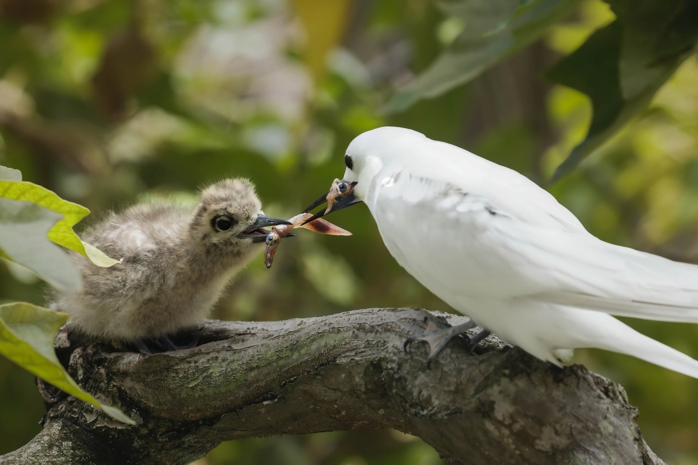How a seabird native to Hawaii has adapted to life in Honolulu's concrete jungle | iNFOnews.ca
