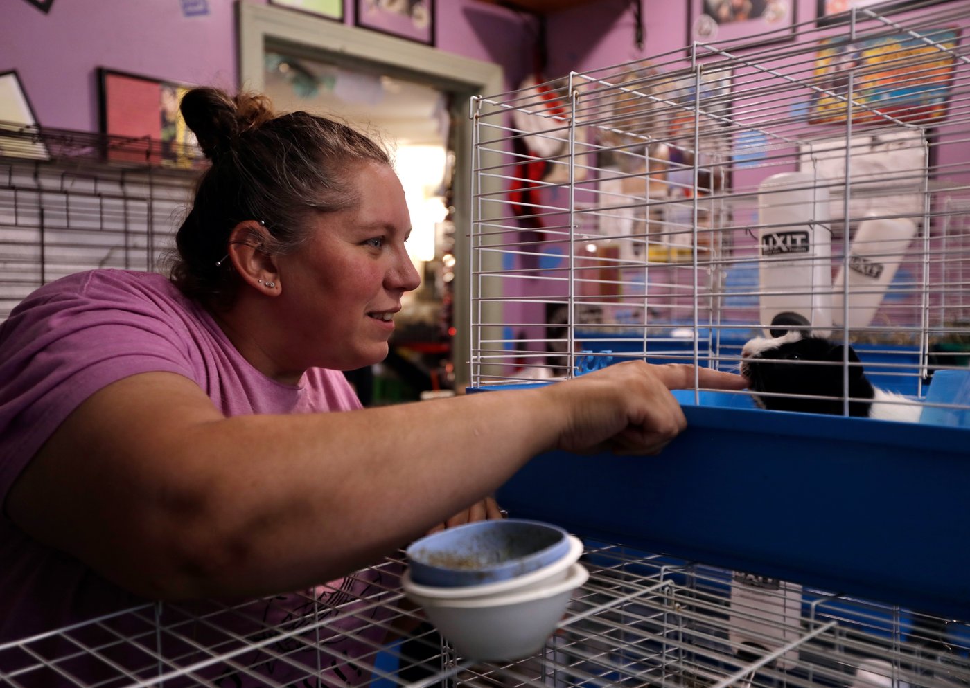How this Massachusetts sanctuary takes in hundreds of guinea pigs from across the US | iNFOnews.ca