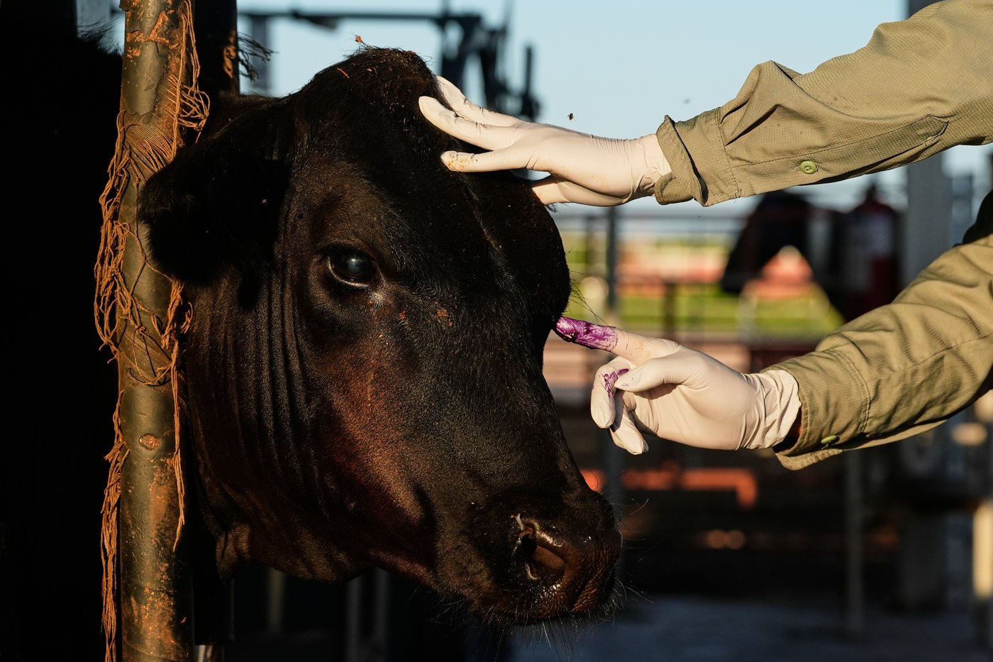 Mexico’s ranchers look north to the US as screwworm ban nears end, in photos | iNFOnews.ca