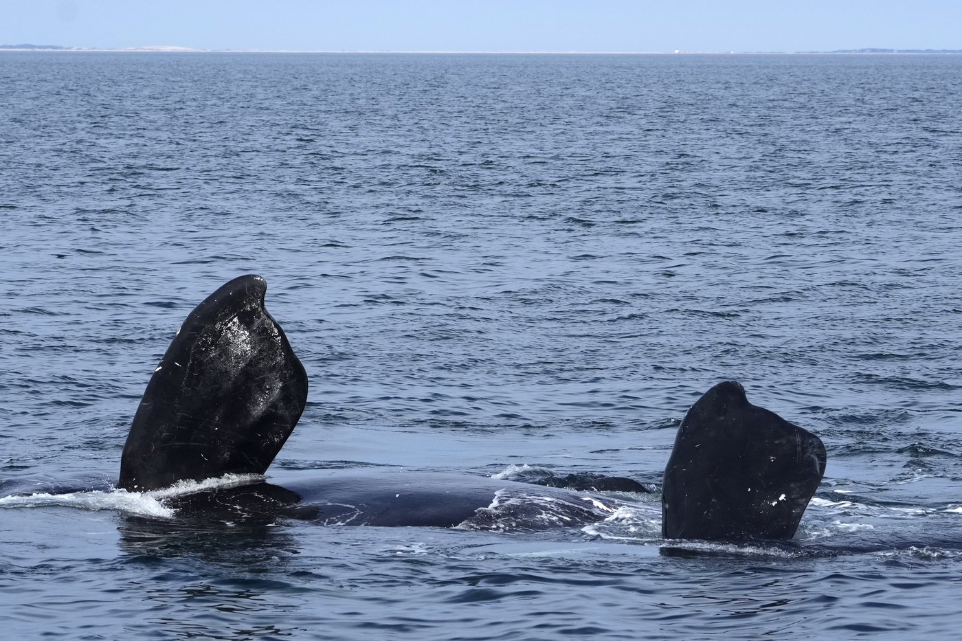 Internal DFO memo warns Trump-backed bill threatens right whale survival | iNFOnews.ca