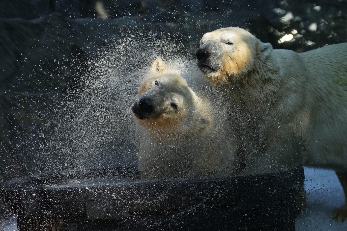 Prague zoo keeps polar bears cool with ice cubes as European summer heatwave hits | iNFOnews.ca