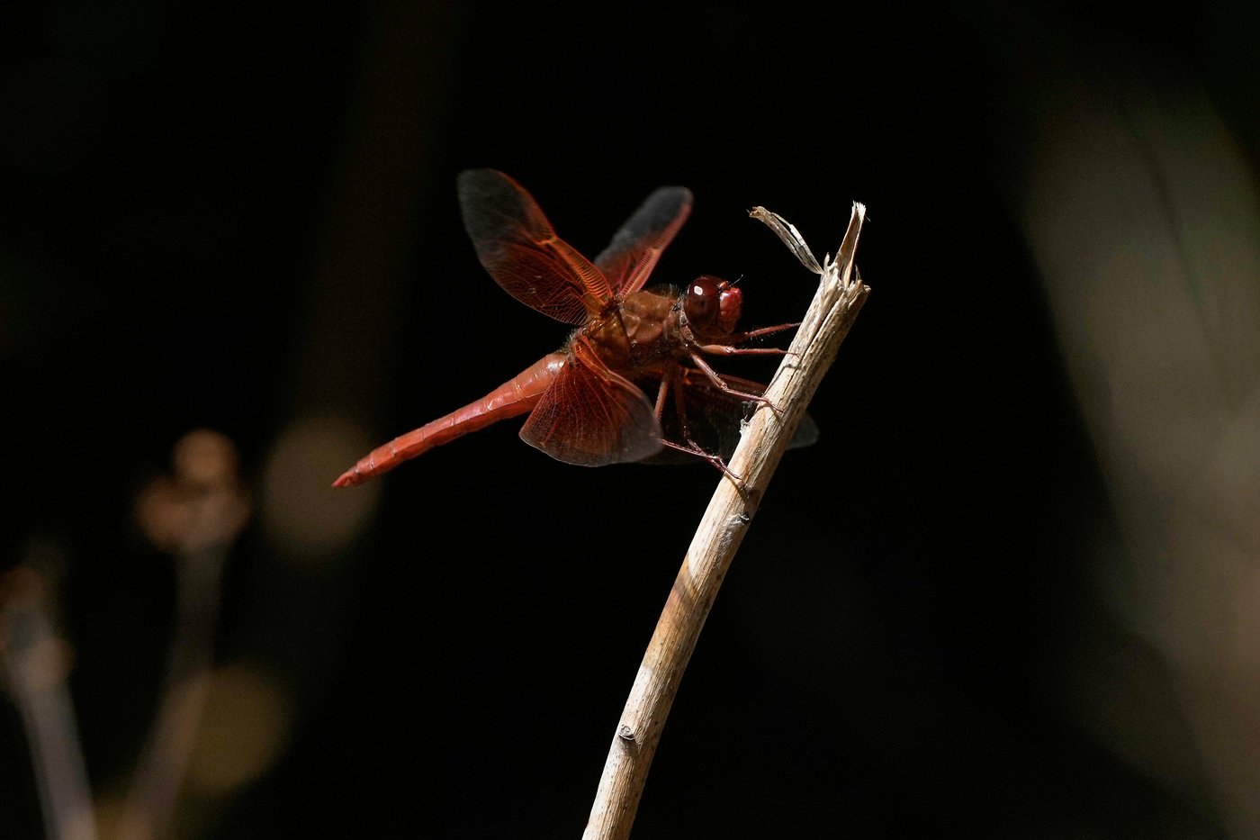 Unusual dragonfly swarms sweep across California after warm spring rains | iNFOnews.ca