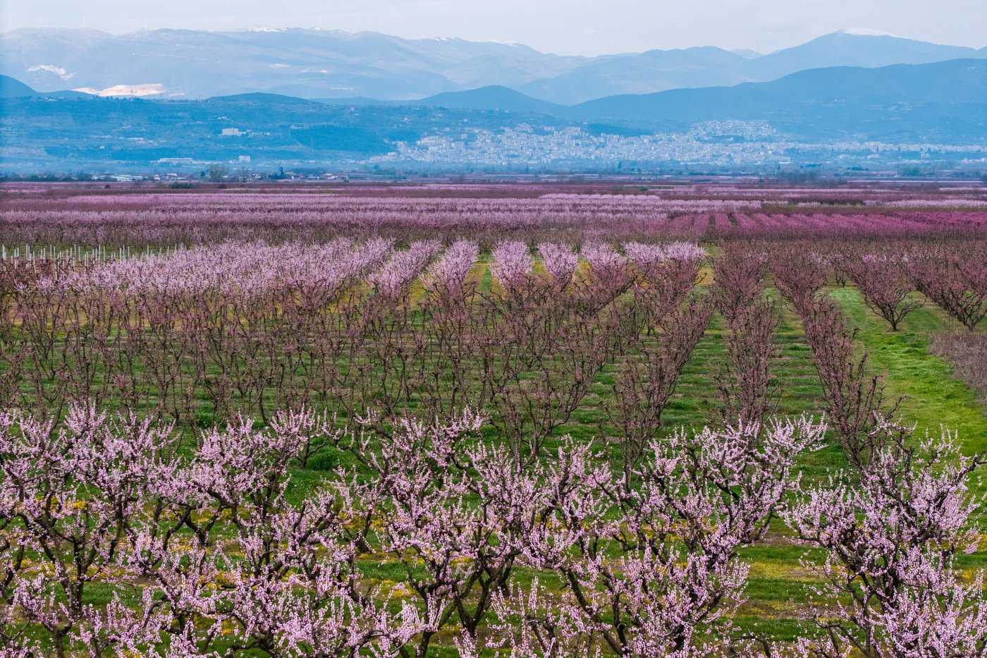 A pink veil across the fields: Thousands flock to Greece’s peach blossoms | iNFOnews.ca